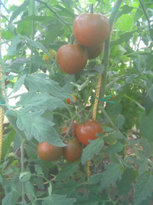 Tomate Sacher 2017 001.JPG