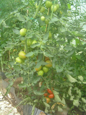 Tomate Sacher 2017 004.JPG