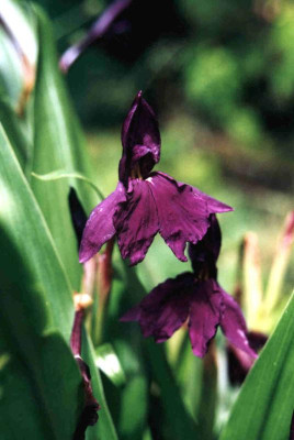 roscoeahybriede1.jpg