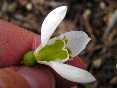 Galanthus_unknown_1.jpg