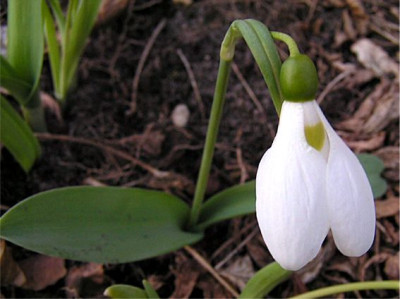 Galanthus_unknown_4.jpg