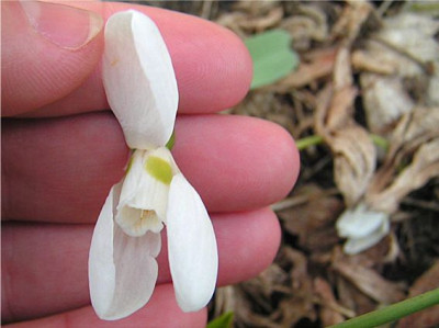 Galanthus_unknown_3.jpg
