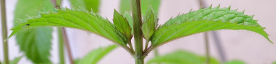DSCF7716bearb.JPG