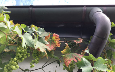 weinblaetter.jpg