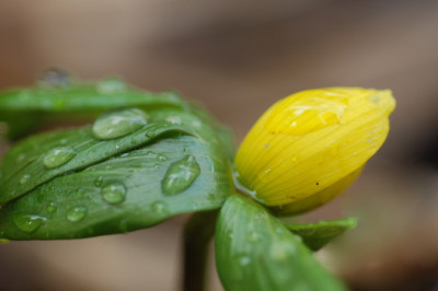 Eranthis-unerwartet-k.jpg