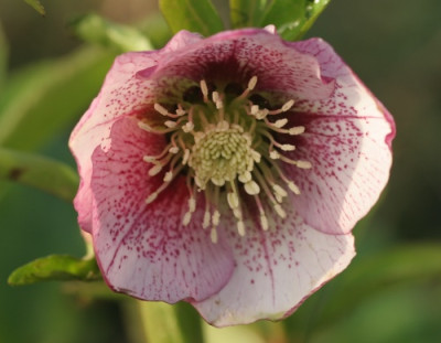 helleborus_picotee_hell_4481.jpg