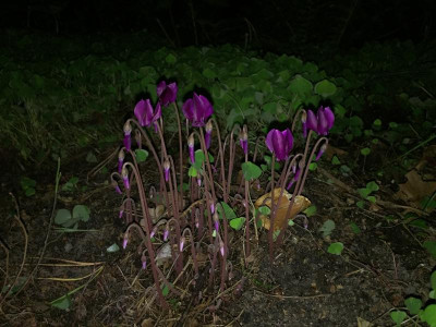 IMG_8137.JPG