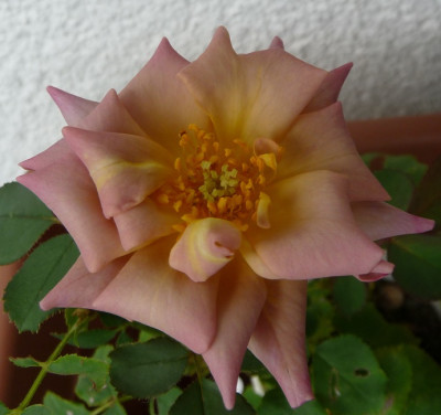 HDxBfy6_0717_08.JPG