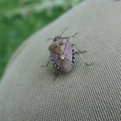 Käfer_5849.jpg