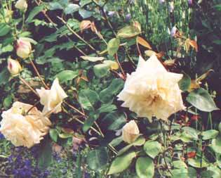 Jacques_Porcher_flowers.jpg