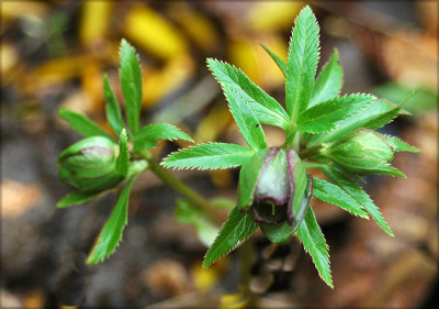 torquatus7503.jpg