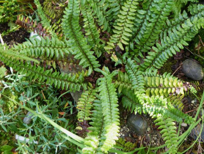 Polystichum otophorum  ...  29.7.17 011.jpg