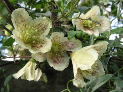 21.1.07._Clematis_cirrhosa__007.JPG