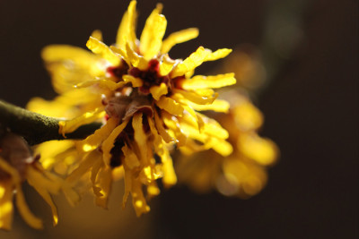 Hamamelis-Jan2107.jpg