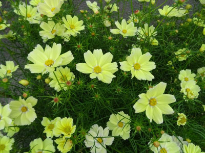 Cosmos Xanthos Juli 2017.JPG