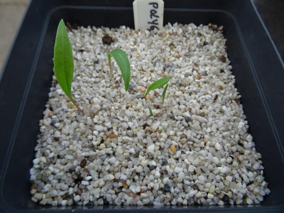 Polygonatum pratii Germination July 2017.JPG