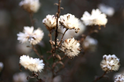 frozen_seedhead.jpg