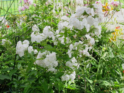 Eisbär Riesenblüte.JPG