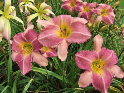 2017_0730Hemerocallis130046.jpg