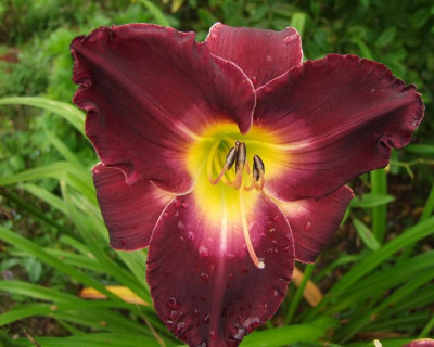 2017_0730Hemerocallis130027.jpg