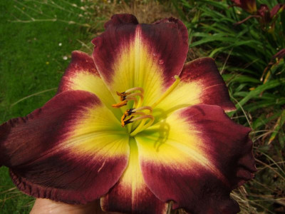 2017_0730Hemerocallis130139.JPG