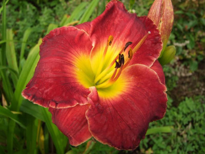 2017_0730Hemerocallis130029.jpg