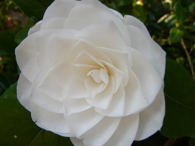 Garten_219.jpg