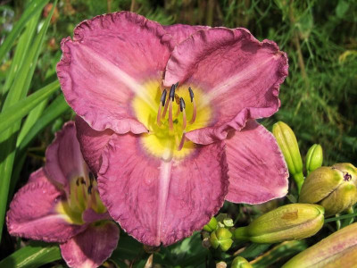 2017_0730Hemerocallis130108.jpg