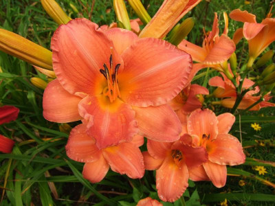 2017_0730Hemerocallis130019.jpg