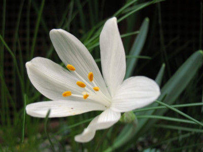 Sternbergia_cand0119k.jpg
