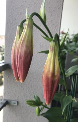 Lilium Fusion 07-2017.jpg