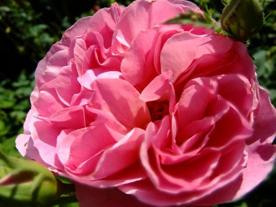 DSCF0294.JPG