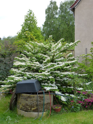 2015-05-20 Viburnum mariesii.jpg
