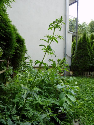P1080447.JPG