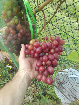 IMG-20170731-WA0010.jpeg