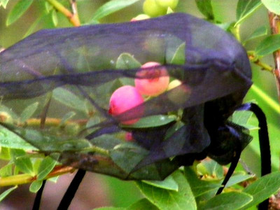 Heidelb.Pink Lemonade 31.7..JPG