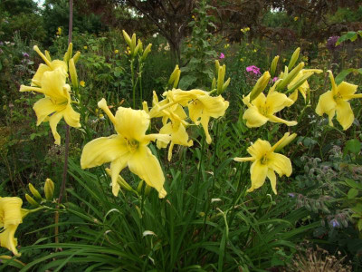 2017_0731Hemerocallis140014.jpg