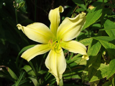 2017_0731Hemerocallis140027.jpg