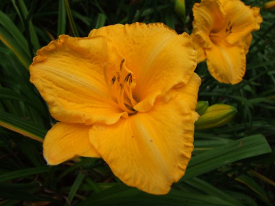 2017_0731Hemerocallis140039.JPG