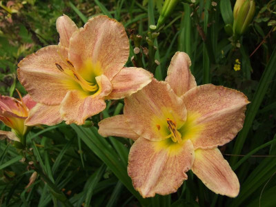 2017_0731Hemerocallis140072.jpg