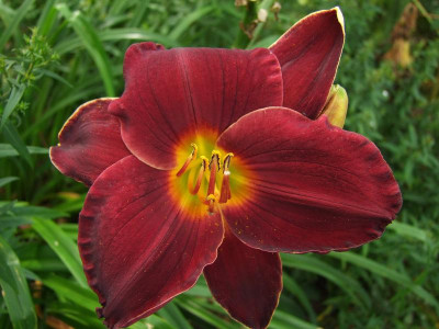 2017_0731Hemerocallis140079.jpg