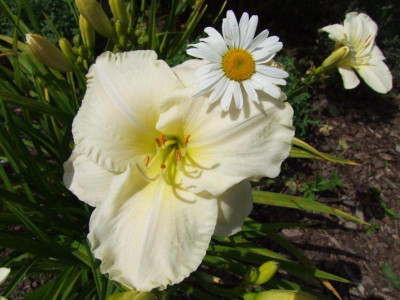 2017_0731Hemerocallis140086.JPG