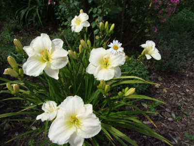 2017_0731Hemerocallis140087.JPG
