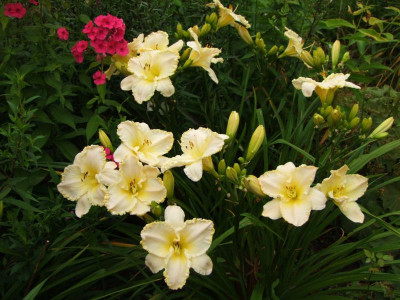 2017_0731Hemerocallis140107.JPG