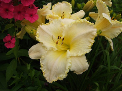 2017_0731Hemerocallis140109.JPG