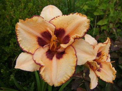 2017_0731Hemerocallis140098.JPG