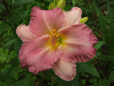 2017_0731Hemerocallis140113.jpg