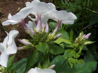 .Sä._ex Blaustern 1_Ga_P7300997.JPG