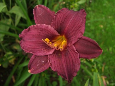 2017_0731Hemerocallis140055.jpg