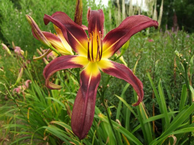 2017_0801Hemerocallis150032.jpg